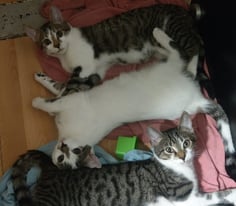 Bengal boy kittens need loving homes