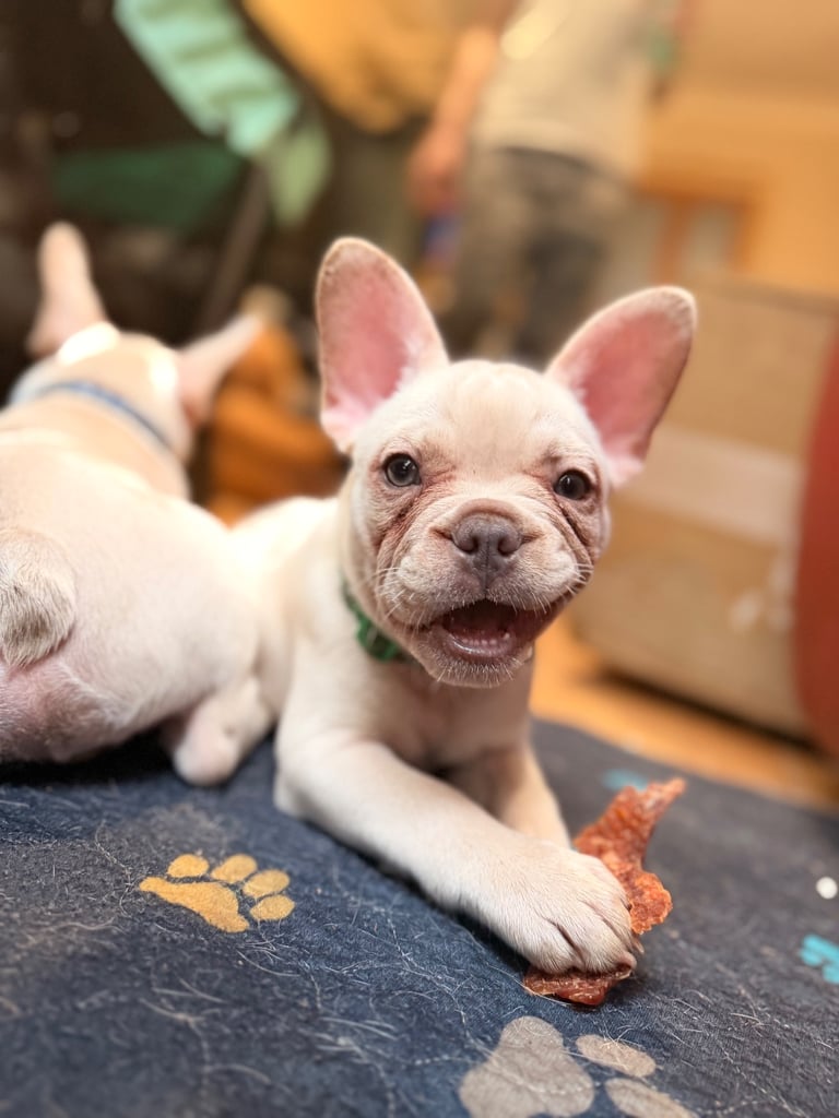 Beautiful White Frenchies READY NOW