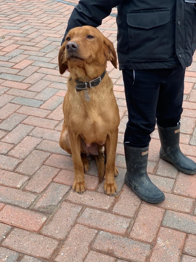 Fox red Labrador