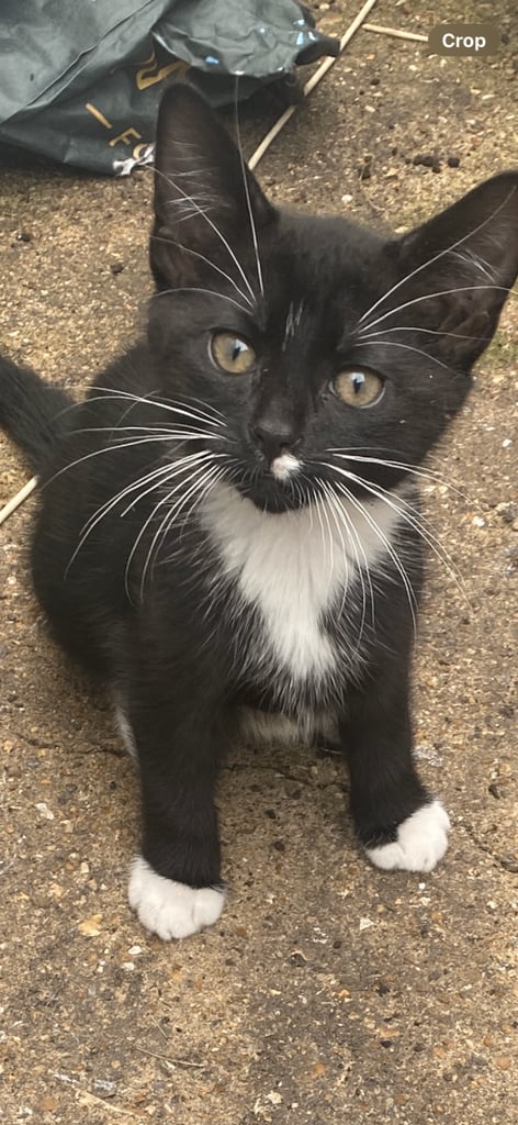 Kitten looks new house