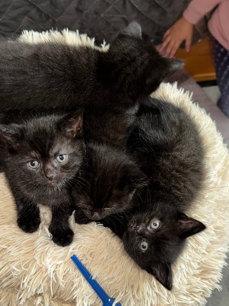 Black cats 
