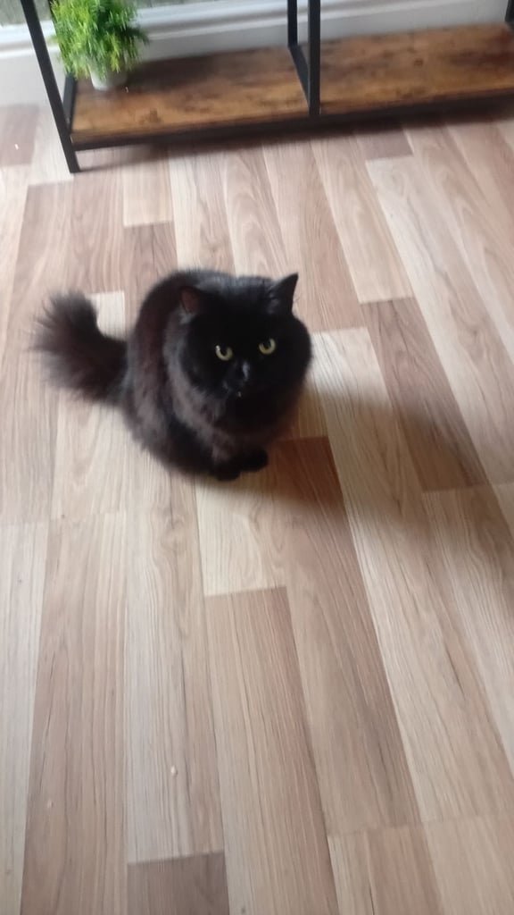 Minnie needs a forever home in southport