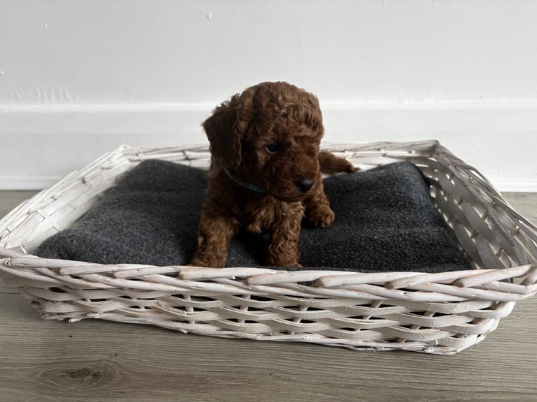 Poochons puppies 
