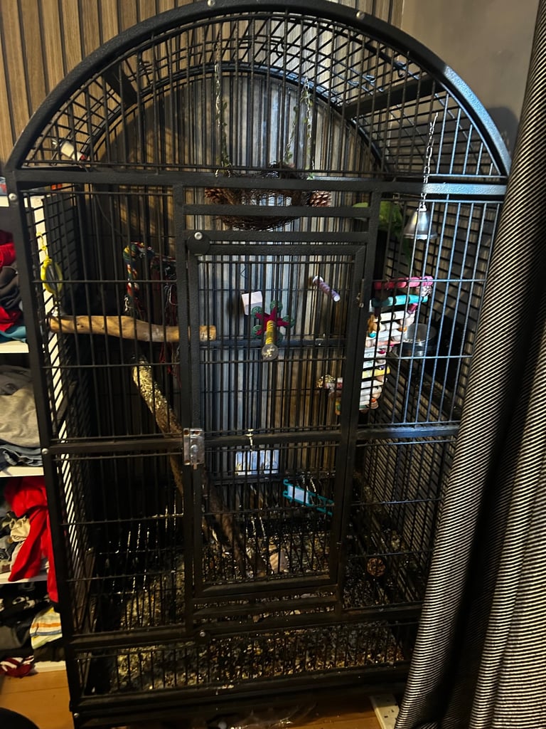 Female Indian ring neck parrot 