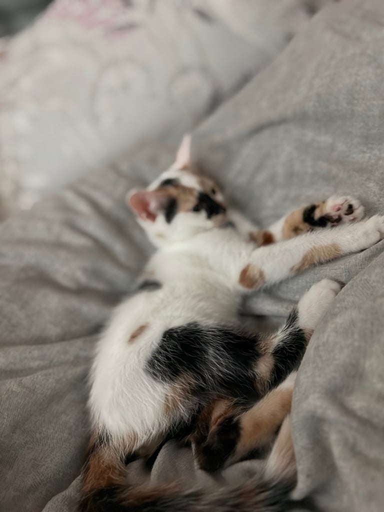 image for Lovely kitten 