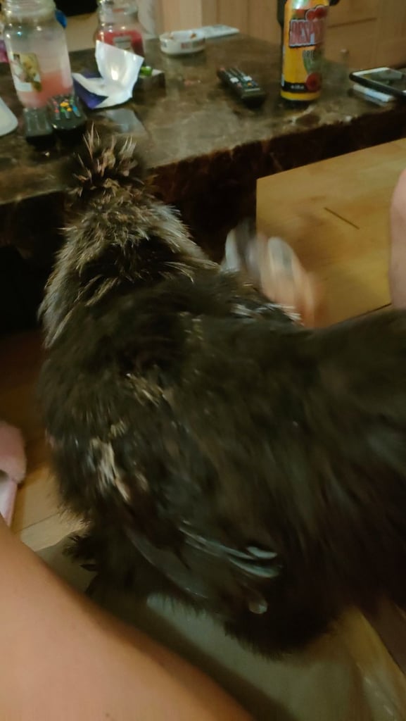 Black partridge silkie male hand reared