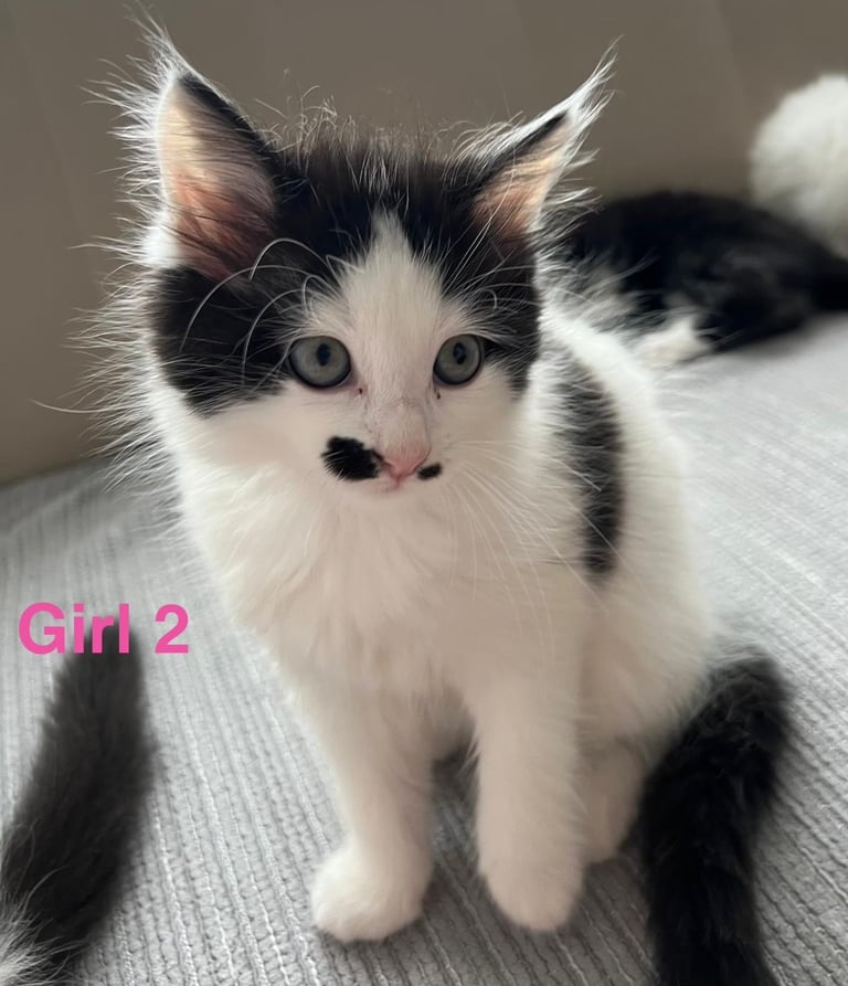 6 beautiful fluffy kittens for sale