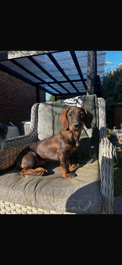 Wire haired daschunds