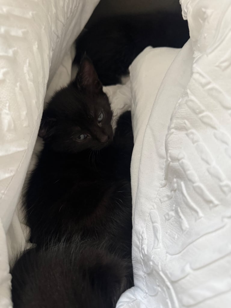 3 lovely kittens 