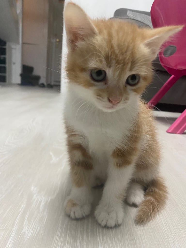 Cute white and ginger kitten