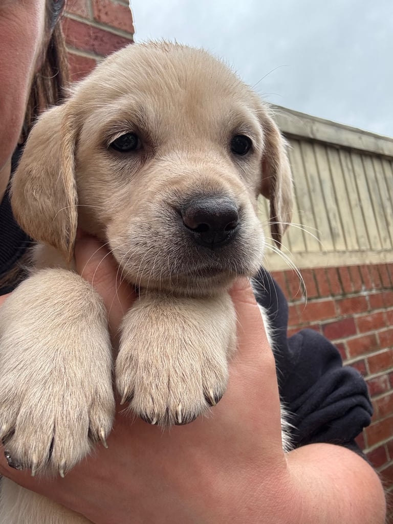 Golden retriever X Goldador puppies
