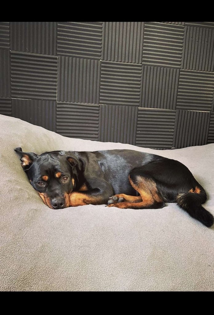 Female Rottweiler 