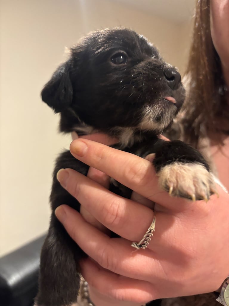 Lab/cockapoo puppies for sale