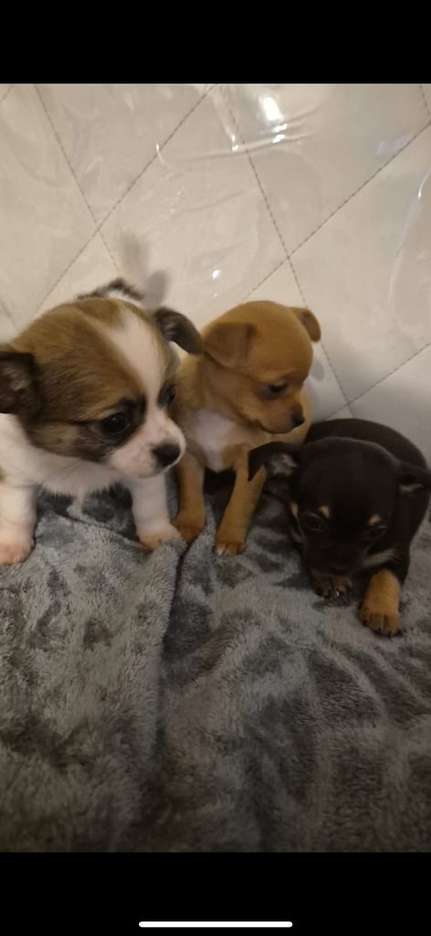 3 beautiful chihuahua puppy’s 