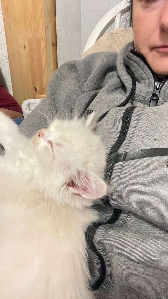 Ragdoll Kittens 