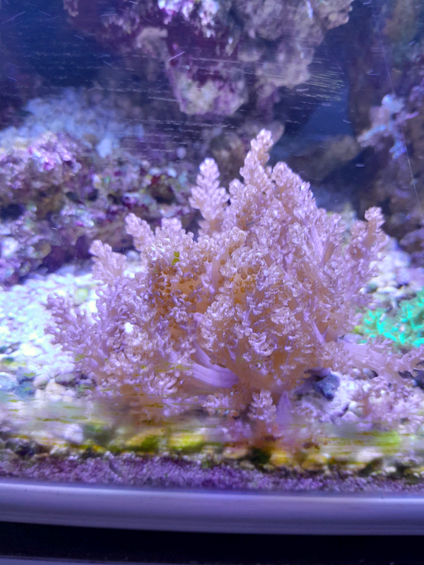 Kenyan Tree Coral Frags