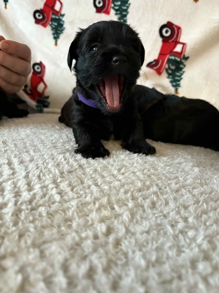 Yorkiepoo puppy’s for sale, Yorkshire terrier / poodle 