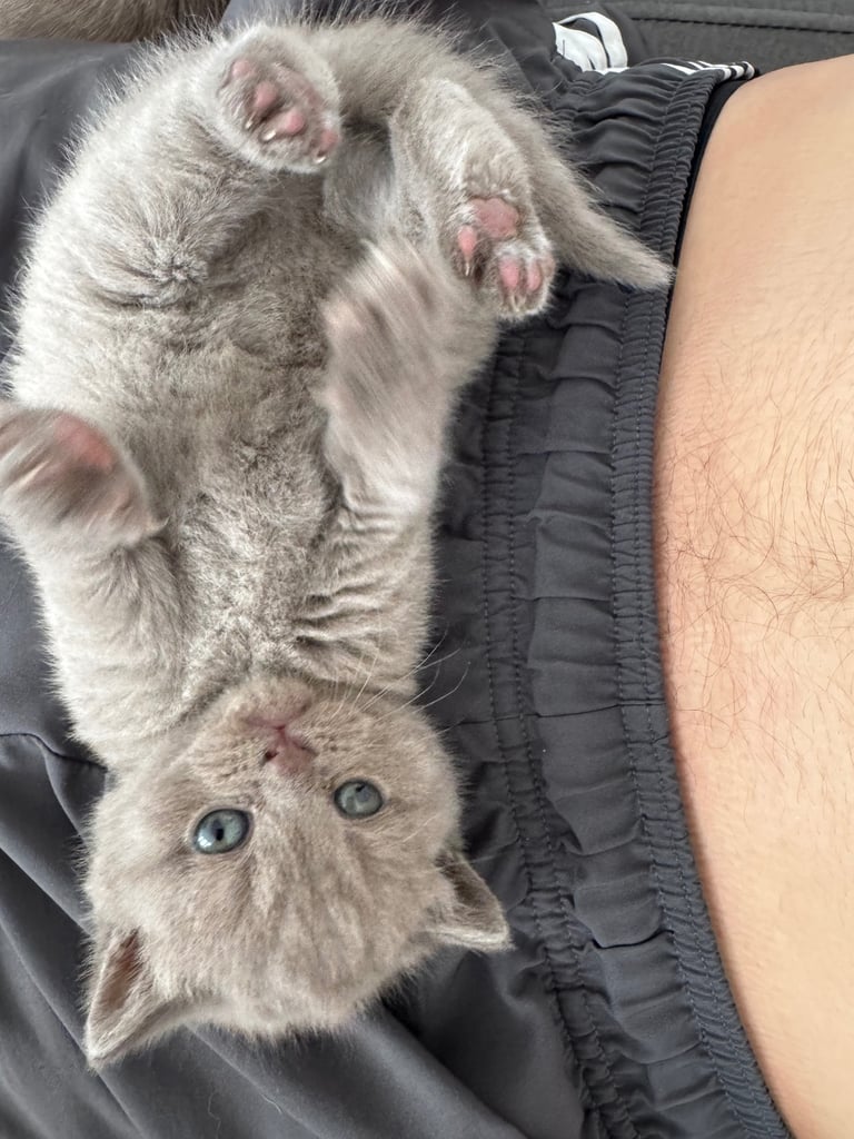 British shorthair kittens 
