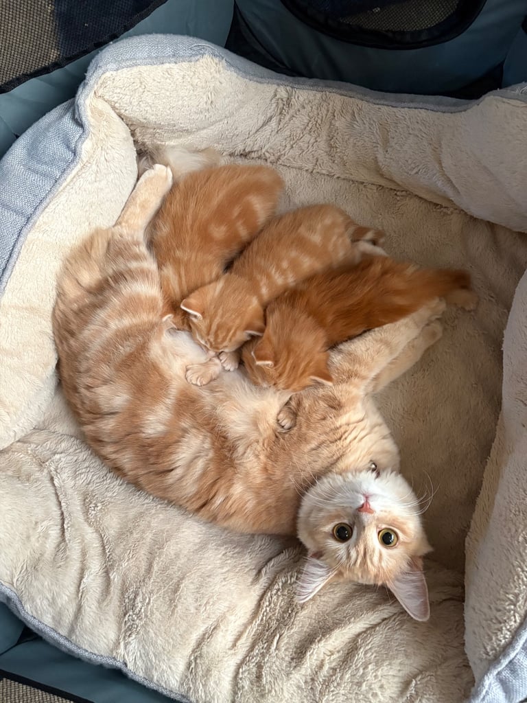 Cute long hair kitten looking for a new home 