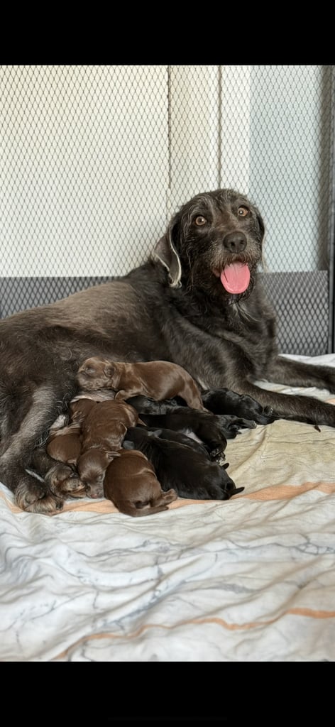 Labradoodle cross cockapoo puppy’s 