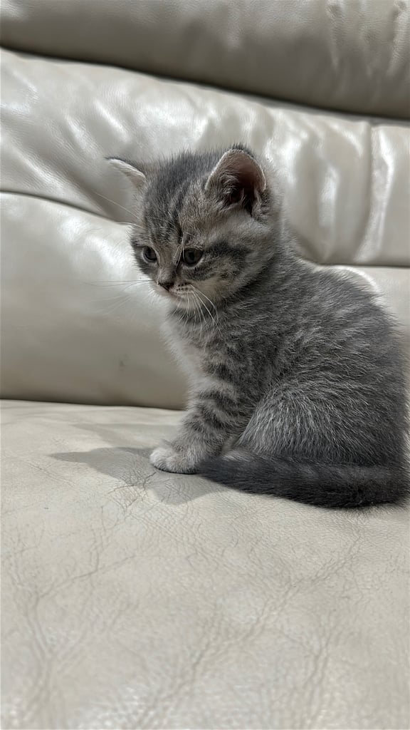 British short hair kittens shorthair