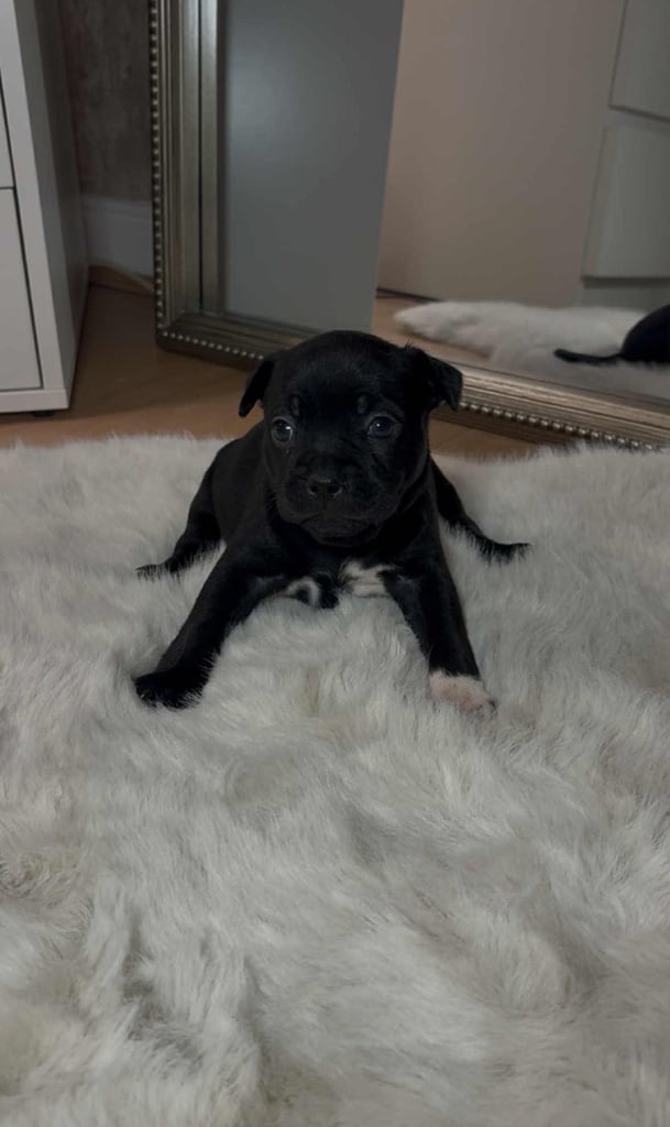 French bull dog X Staffordshire bull terrier