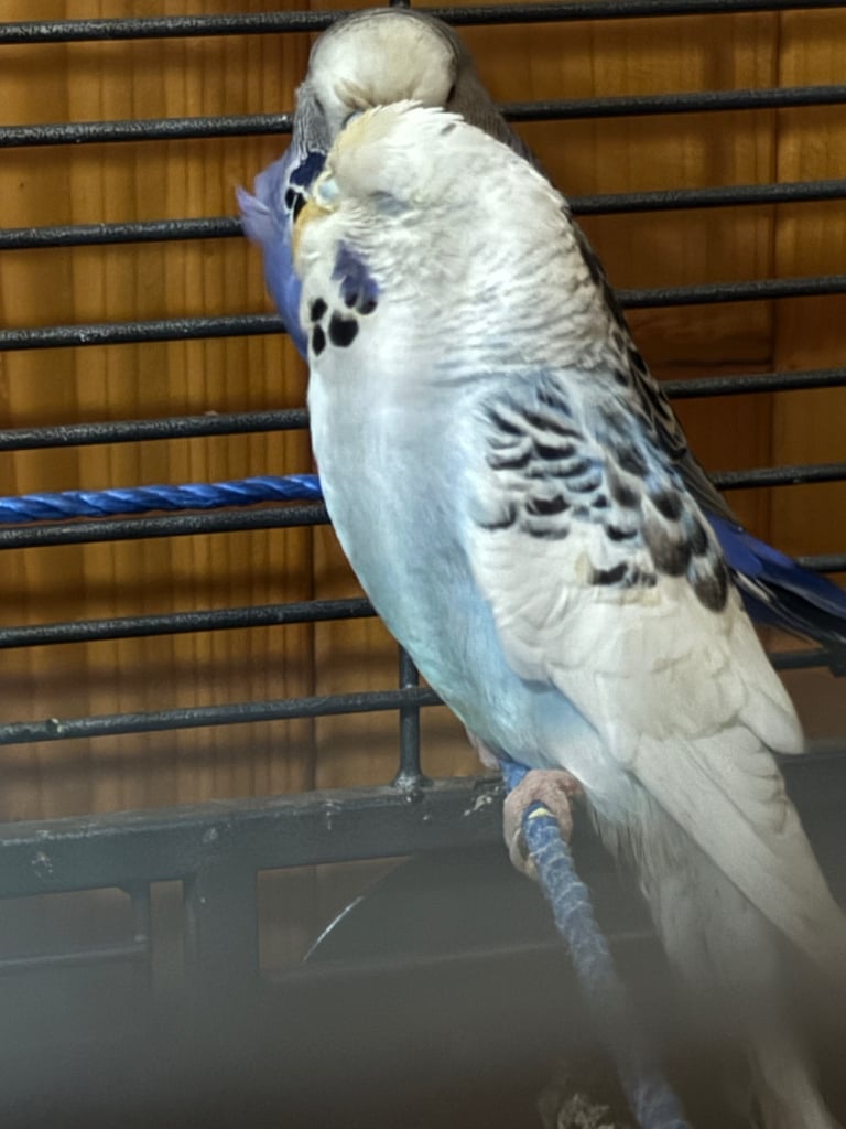 Cute Beautiful Budgie 