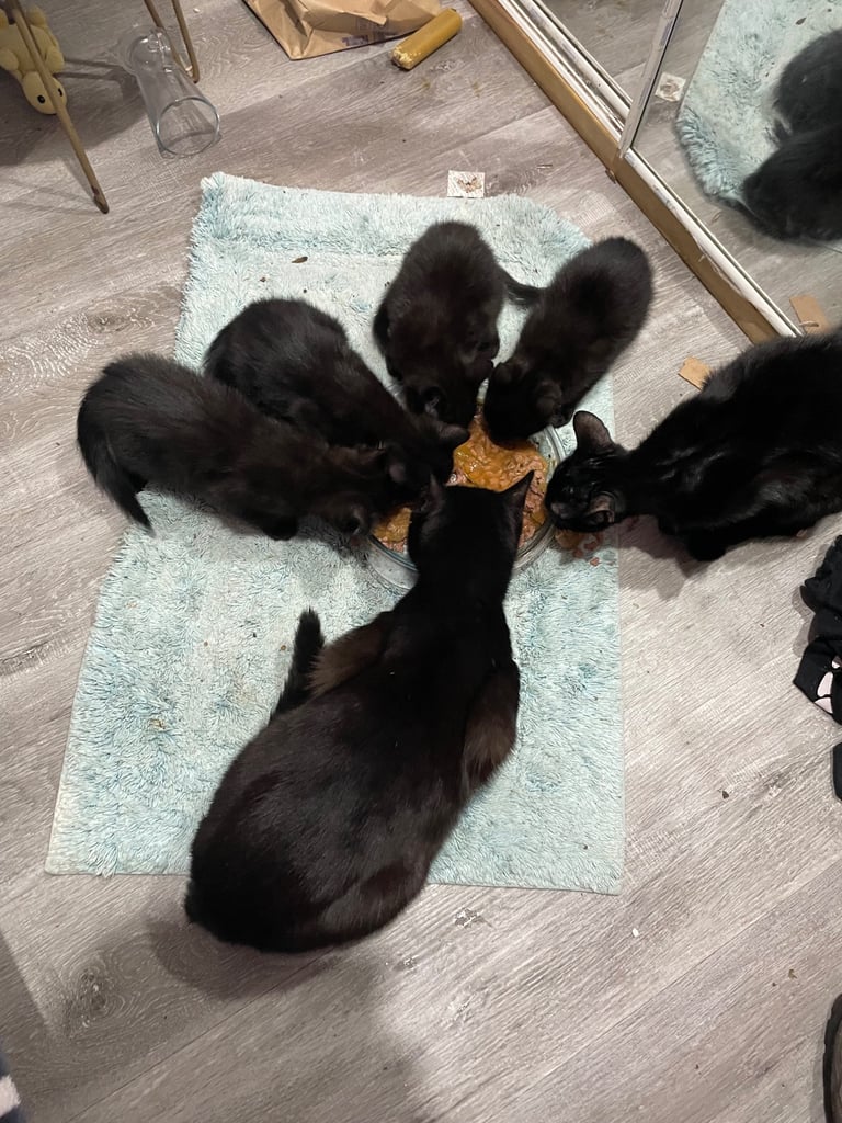 4 beautiful little black kittens looking for a new home