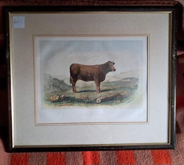 6 x European Cattle Breeds-original f&g coloured antique prints-1856 Paris  Show-£7 each