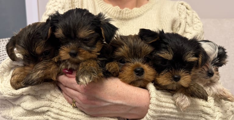 Minature Yorkie pups 