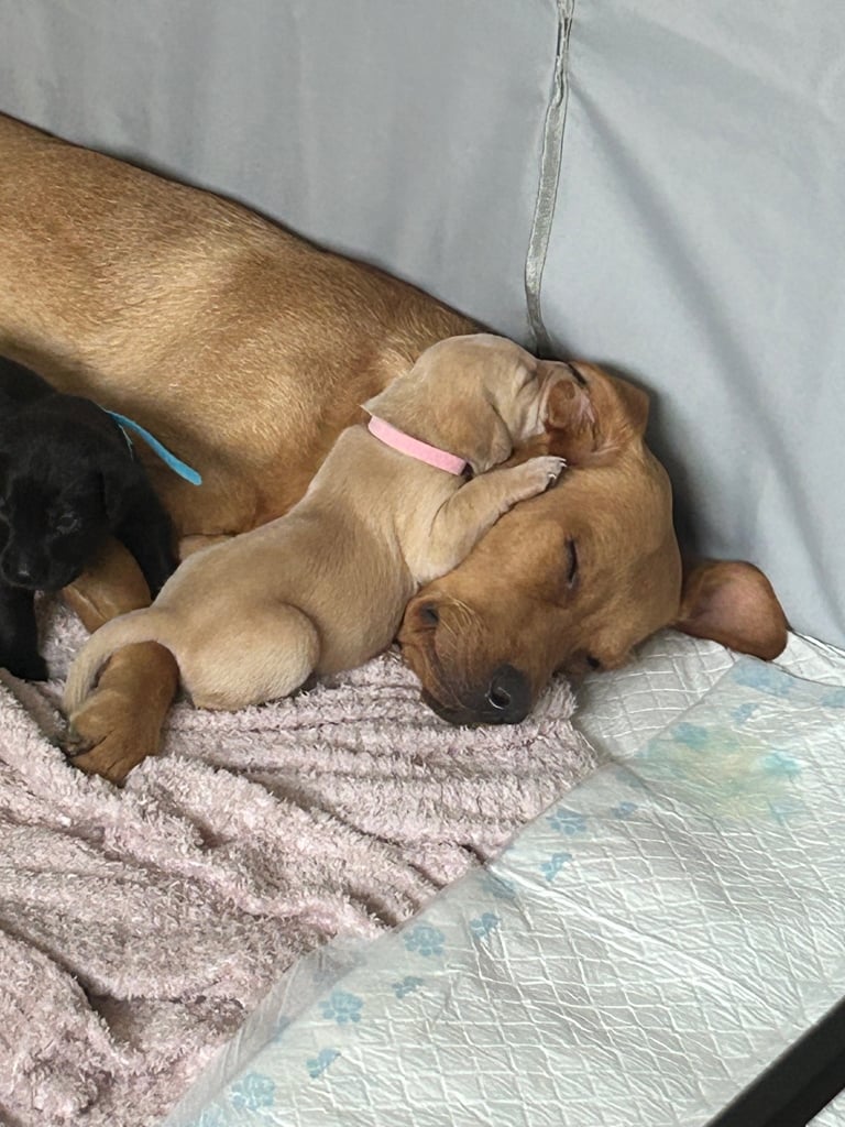 Pedigree Lab puppys