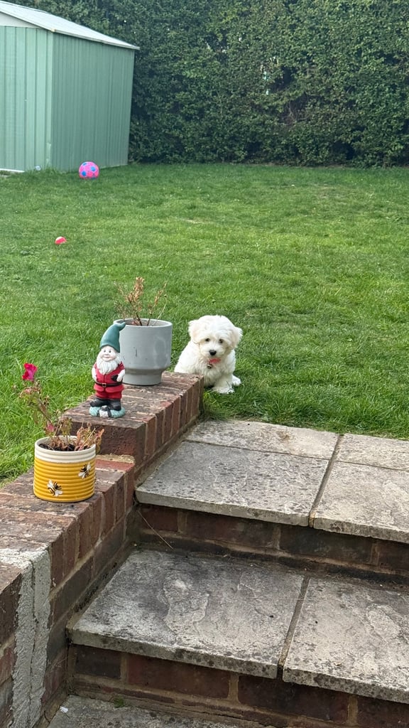 Maltese puppy