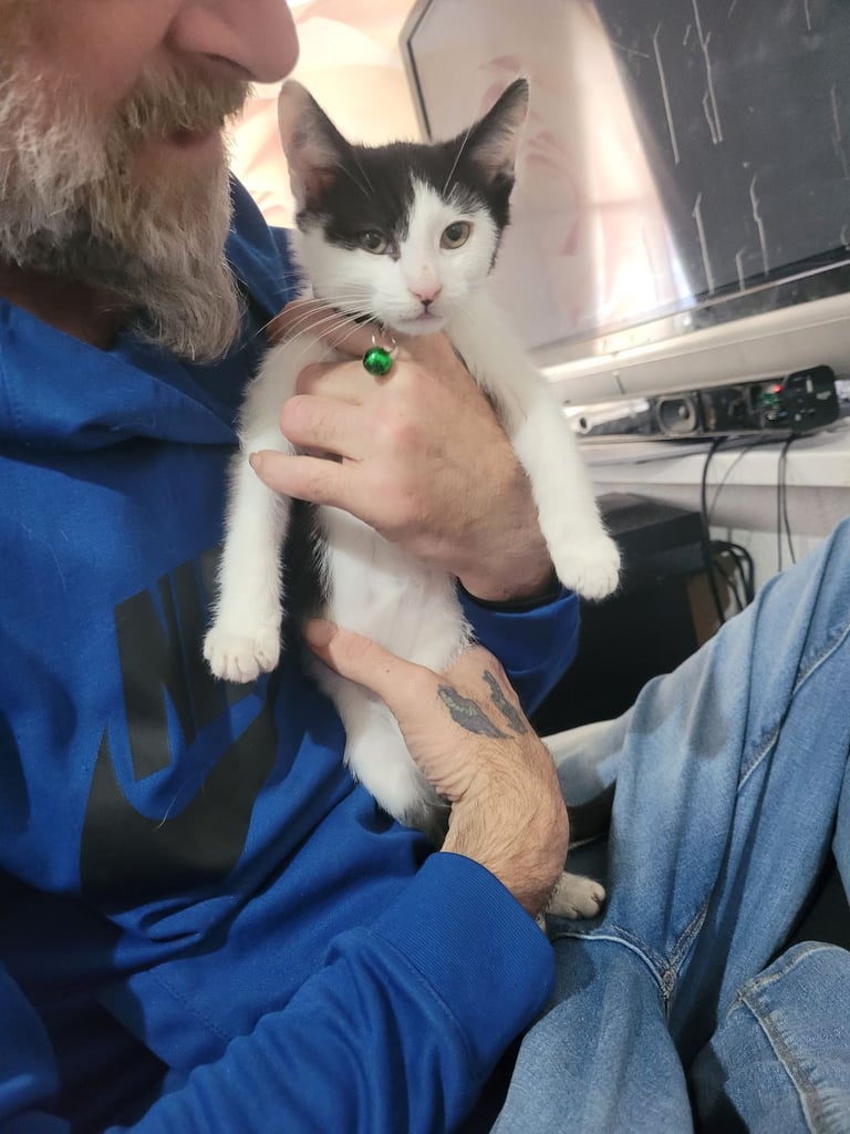 image for 10 week old kitten needs a loving home