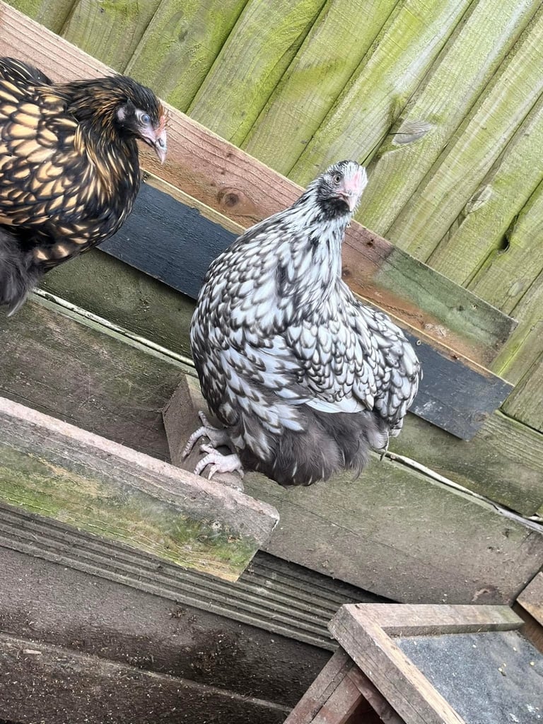 Hens for sale various egg colours 1years old