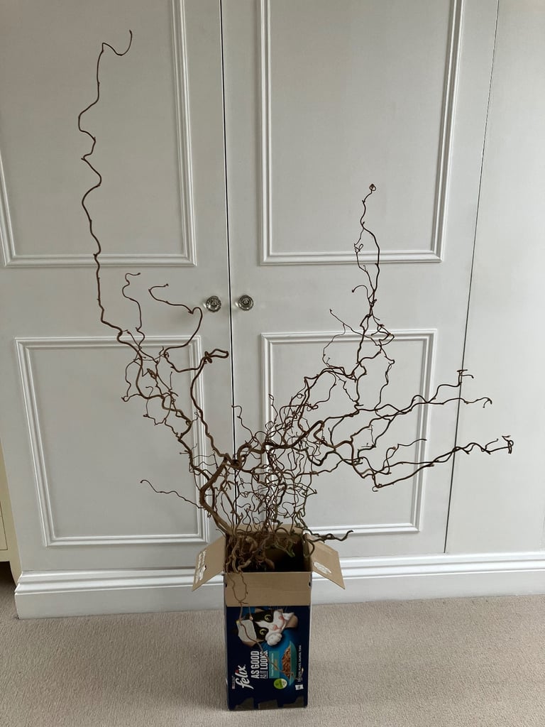 image for Twisted/Corkscrew Hazel ideal for flower decoration. Collect Fulham