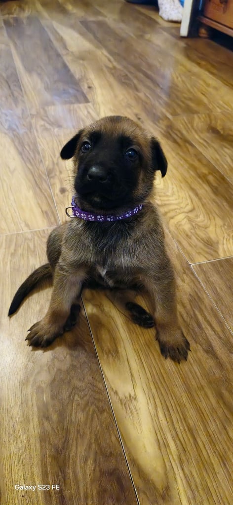 Stunning Belgian Malinois puppies for sale