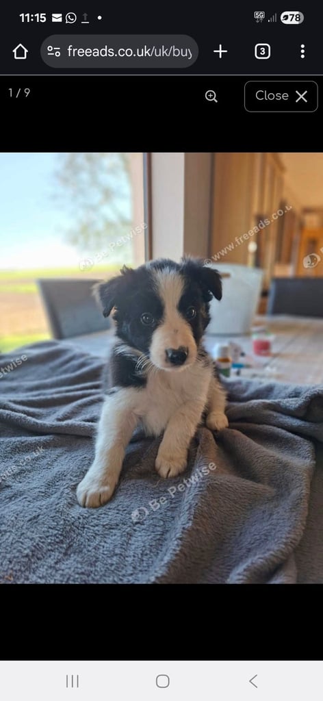 Collie Puppies ready for their new home 