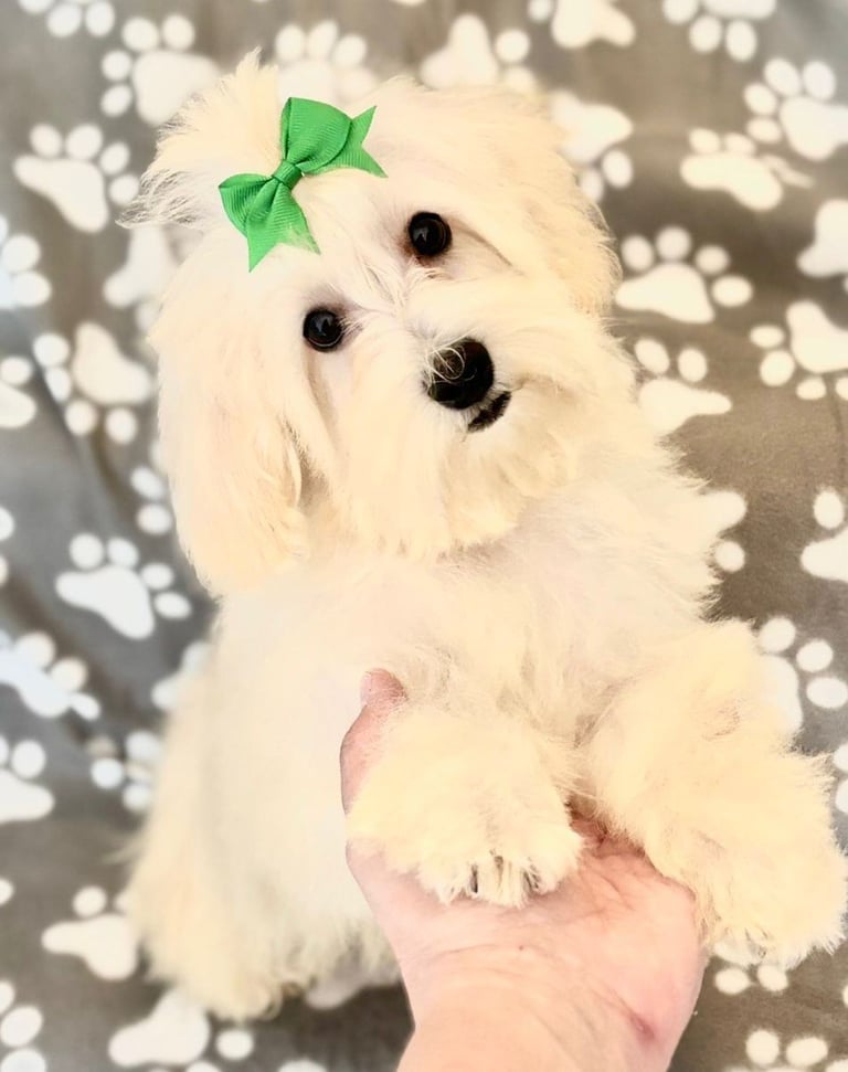 Maltese pure lovable dog ready now