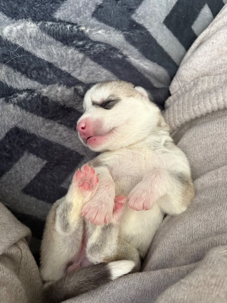 Husky puppies 