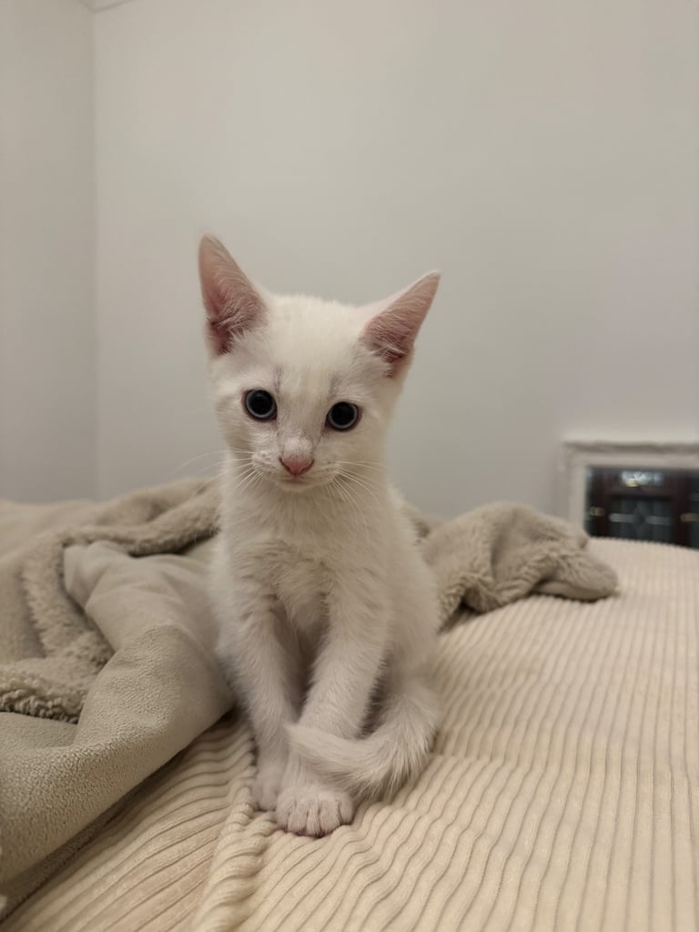Adorable white kittens looking for their forever home