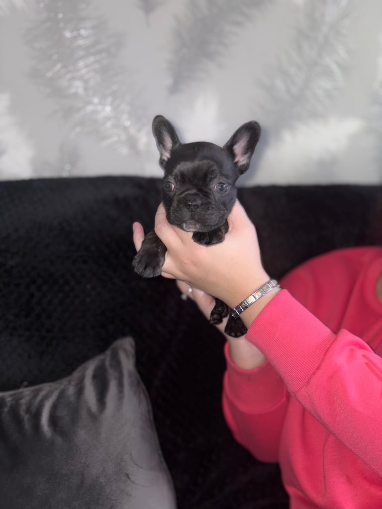 5 beautiful French bulldog puppy’s 