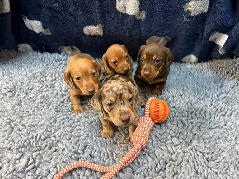 KC registered Miniture Dachshund puppies Dapple 🐶