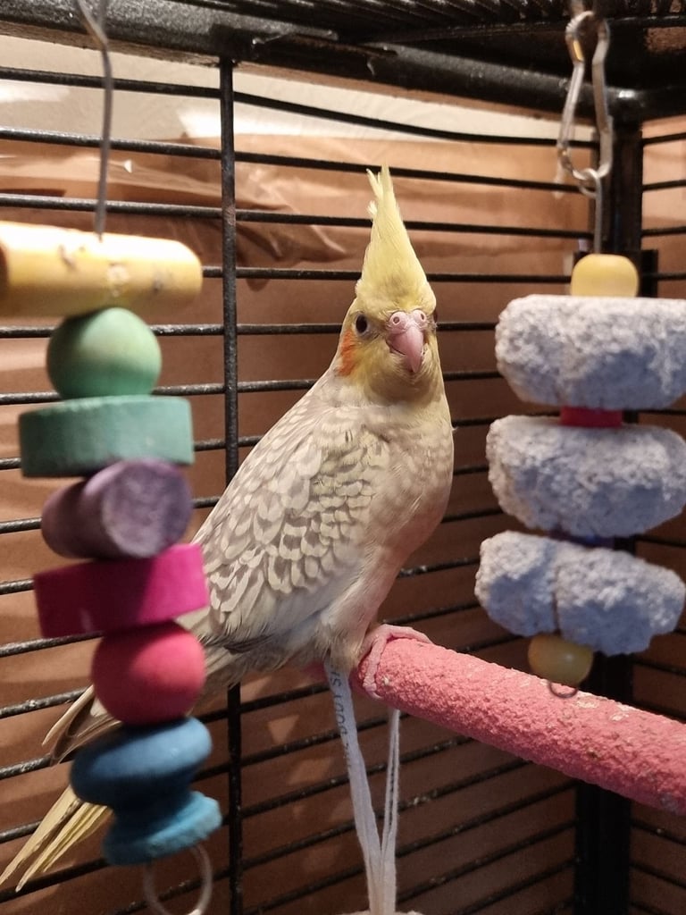 Ready in 10 days silly tame hand reared cockatiels