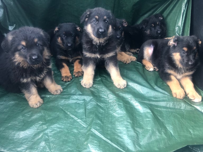 German shepherd puppies