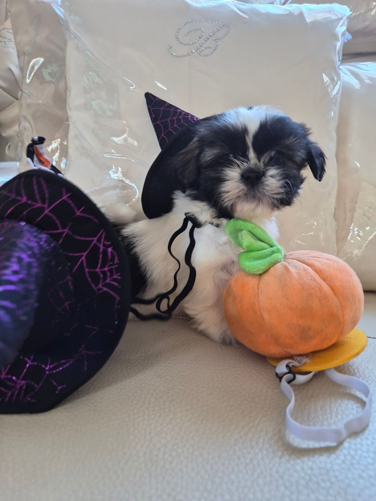 Shih tzu puppies ready in 1 week