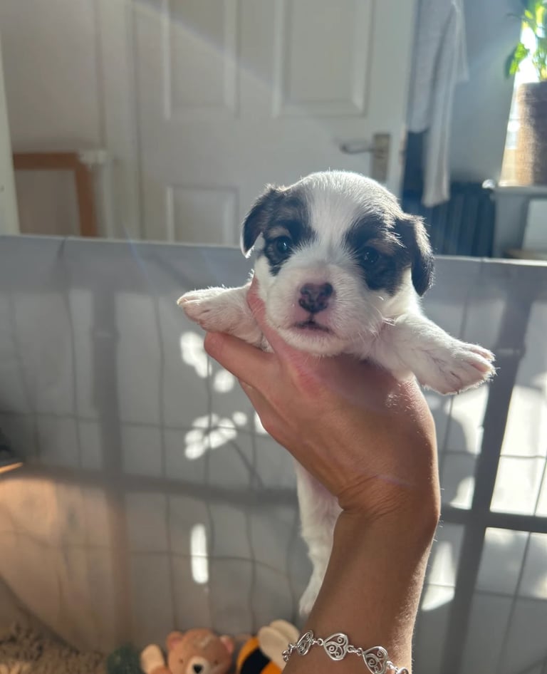 2 BOYS 1 GIRL LEFT - Sealyham Terrier cross puppies 