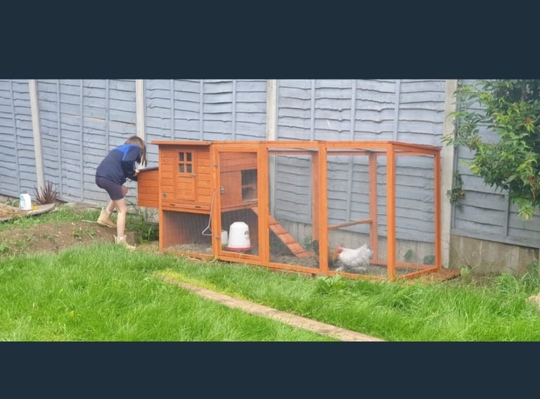 Large chicken house and run
