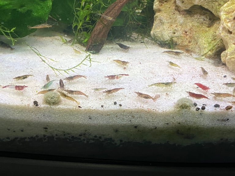 Neocaridina shrimps 