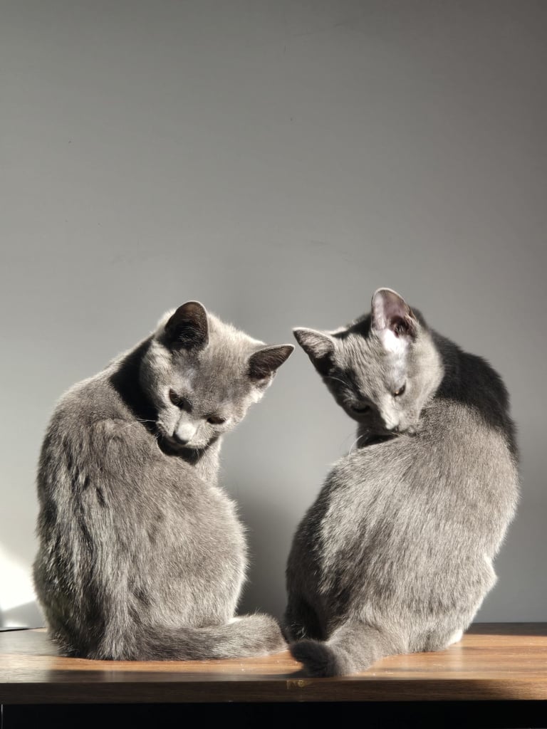 Russian Blue Kittens (only 2 left)