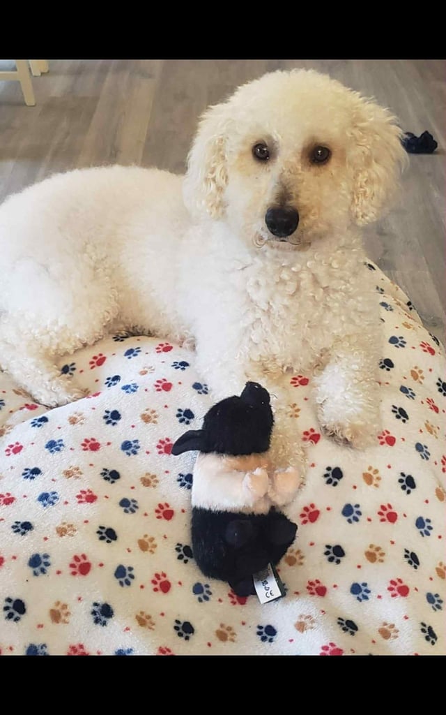 Cockapoo puppies 